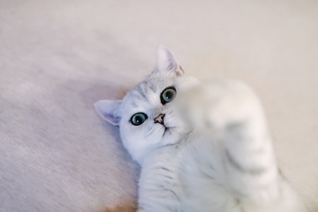 萌宠-猫-可爱-猫-猫咪 图片素材