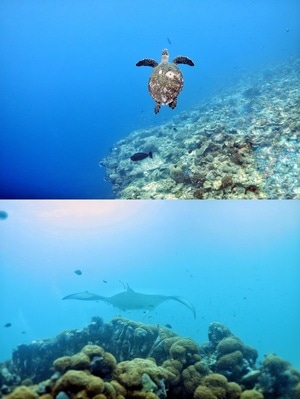 旅行-水下摄影-水肺潜水-潜水-马尔代夫 图片素材