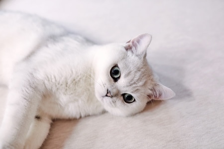 萌宠-猫-可爱-猫-猫咪 图片素材