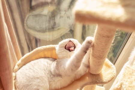 萌宠写真-宠物-猫-宠物-猫 图片素材