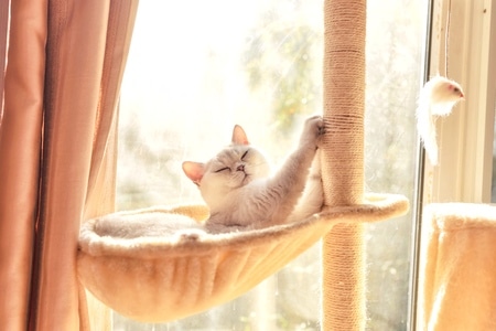 萌宠写真-宠物-猫-宠物-猫 图片素材
