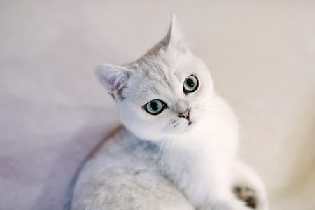 萌宠-猫-可爱-猫-猫咪 图片素材