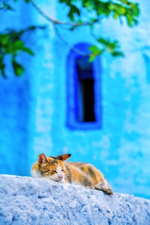 旅行-摩洛哥旅行-舍夫沙万-蓝城-旅拍 图片素材
