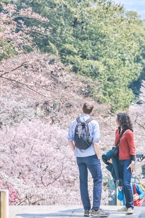 樱花-春天-日本旅游-赏花-日本 图片素材