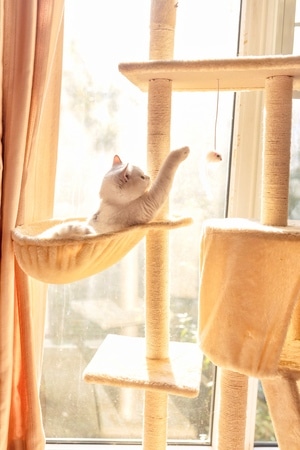 萌宠写真-宠物-猫-猫-猫咪 图片素材