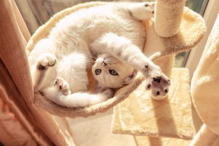 萌宠写真-宠物-猫-猫-猫咪 图片素材