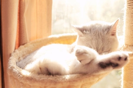 萌宠写真-宠物-猫-猫-猫咪 图片素材