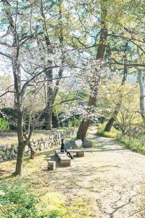 樱花-春天-日本旅游-赏花-日本 图片素材
