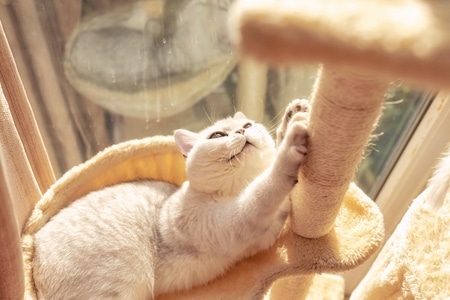 萌宠写真-宠物-猫-猫-猫咪 图片素材