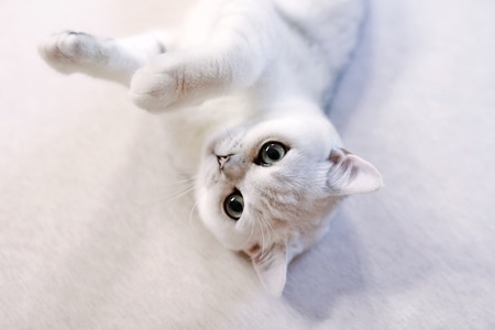 萌宠-猫-可爱-猫-猫咪 图片素材