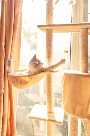 萌宠写真-宠物-猫-宠物-猫 图片素材