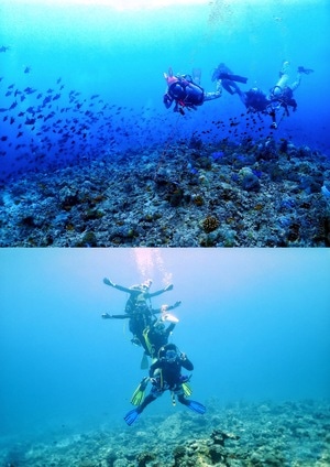 旅行-水下摄影-水肺潜水-潜水-马尔代夫 图片素材
