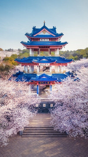 樱花-鼋头渚-无锡-赏樱楼-仿古建筑 图片素材
