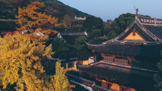 银杏黄了-无锡-房屋-树-树木 图片素材