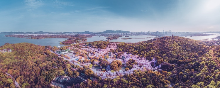 无锡-鼋头渚-樱花-树-树林 图片素材