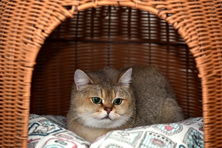 宠物-猫咪-动物-猫咪-动物 图片素材