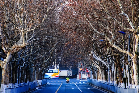 交警-林荫道-陶瓷路-威海-清晨 图片素材