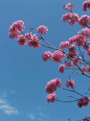 春暖花开-花-粉色花-花朵-花卉 图片素材