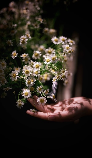 我要上封面-植物-花-花朵-花卉 图片素材