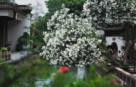风光-夹竹桃-花-70周年风光-70周年摄影大赛 图片素材