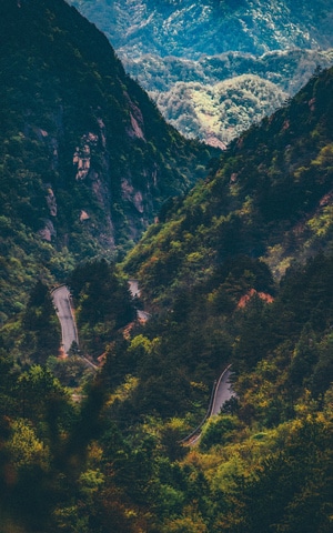 皖南-路-树-树木-树林 图片素材
