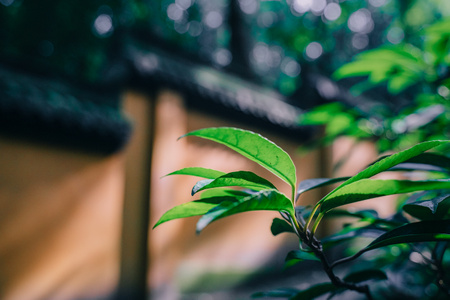 杭州-灵隐-寺庙-光影-夏天 图片素材