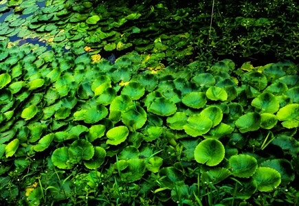 手机-随拍-植物-水生-自然 图片素材