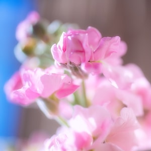爱情上链-情人节-花-花朵-鲜花 图片素材