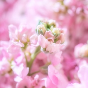 爱情上链-情人节-花-花朵-鲜花 图片素材