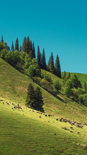 风光-旅行-新疆-放牧-羊群 图片素材