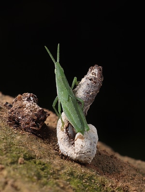 摄影-昆虫-微距-微观世界-自然 图片素材