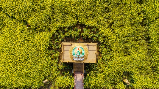 风景-油菜花-花海-花田-油菜花田 图片素材