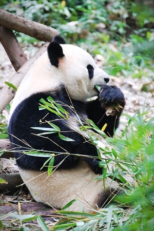 动物-纪实-旅拍-熊猫-动物 图片素材