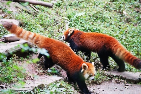 旅拍-动物-纪实-动物-小熊猫 图片素材