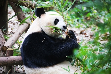 动物-纪实-旅拍-熊猫-动物 图片素材