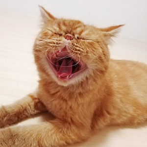 手机摄影-纪实-动物-动物-猫 图片素材