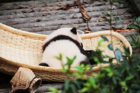 旅拍-纪实-动物-国宝-熊猫 图片素材