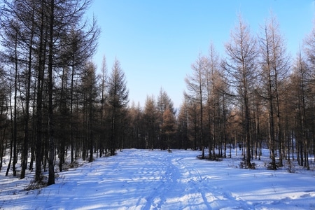 树-纪实-外拍-雪-山 图片素材