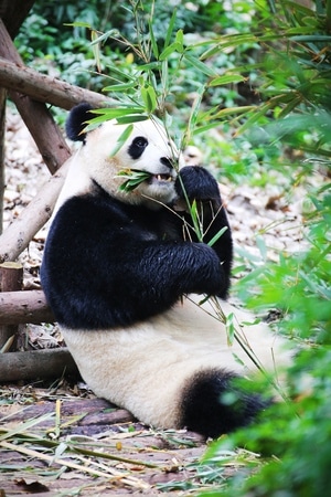 动物-纪实-旅拍-熊猫-动物 图片素材