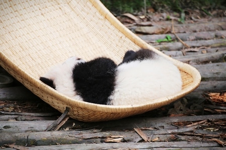 旅拍-纪实-动物-国宝-熊猫 图片素材