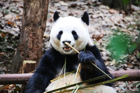 旅拍-纪实-动物-熊猫-动物 图片素材