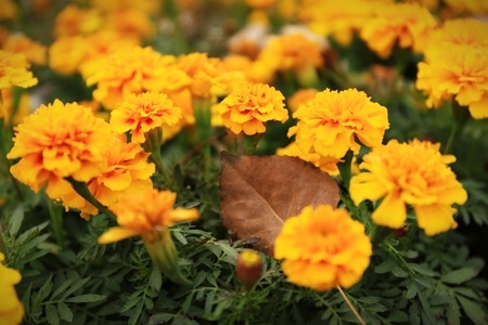 风光-外拍-秋日-花-黄花 图片素材