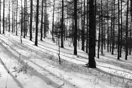 纪实-外拍-雪-山-树 图片素材