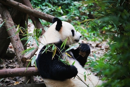 动物-纪实-旅拍-熊猫-动物 图片素材