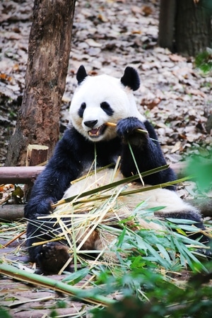 旅拍-纪实-动物-熊猫-动物 图片素材