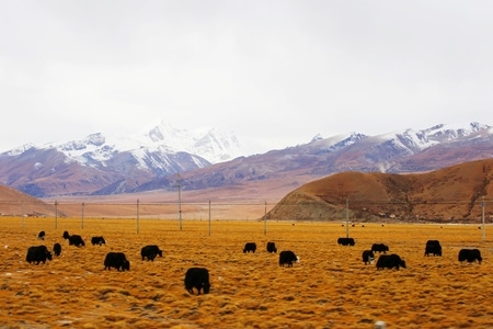 风光-纪实-旅拍-动物-风景 图片素材