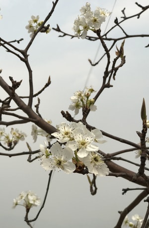 树-梨花-花-鲜花-花卉 图片素材