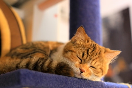 萌宠写真-猫-动物-猫-猫咪 图片素材