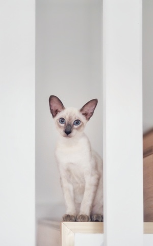 猫-暹罗-白-暹罗-猫 图片素材