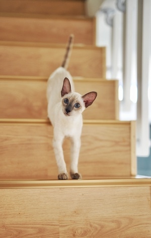 猫-暹罗-暹罗-猫-猫暹罗 图片素材